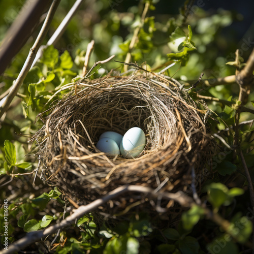 Egg in a nest.