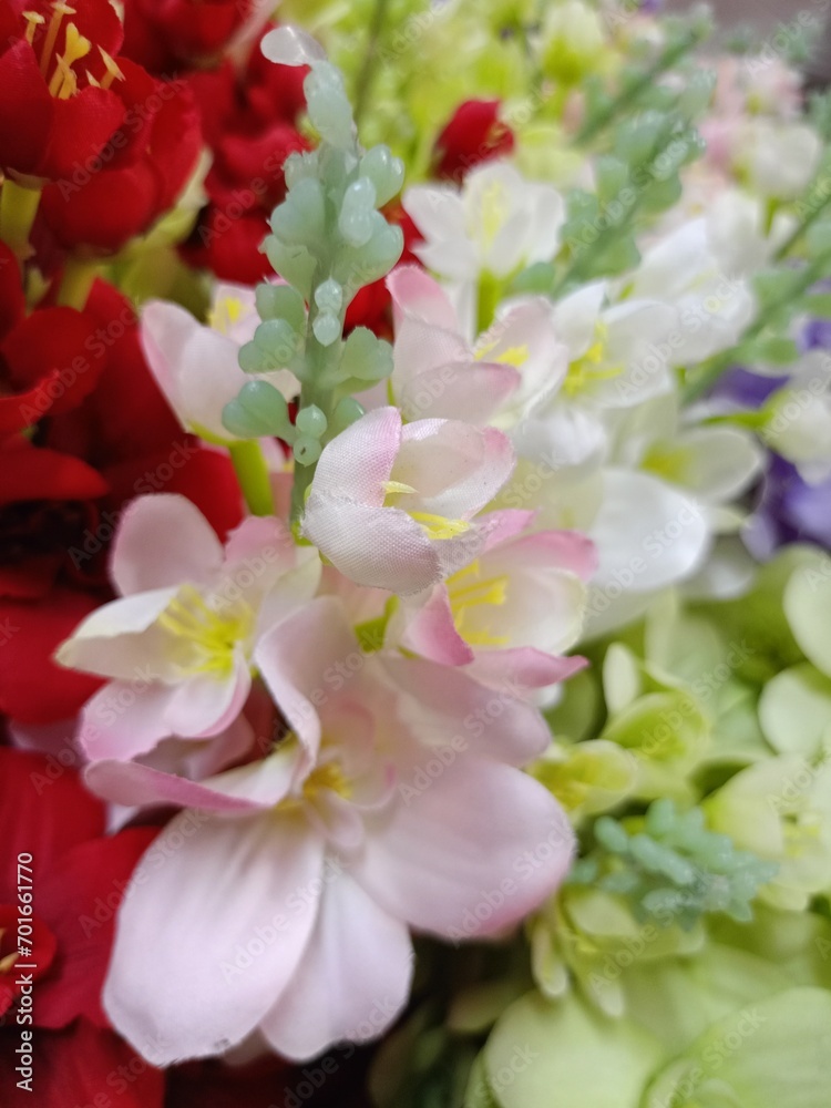 Fototapeta premium red and white flowers blooming beauty nature 