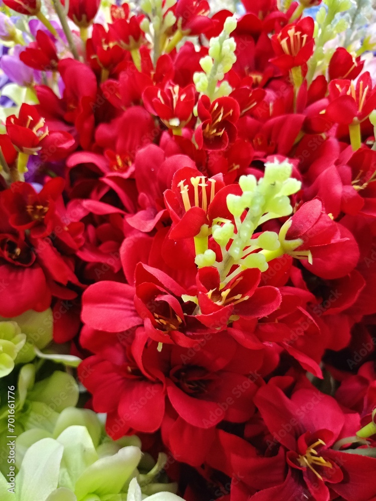 red and white flowers