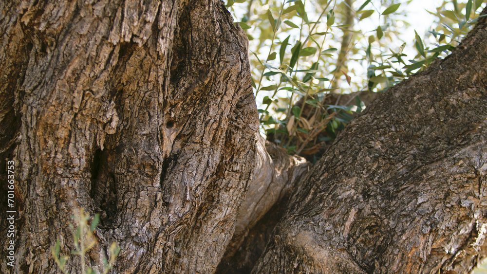 Secular trunk of olive food fruit in Calabria land Secular trunk of olive food fruit in Calabria land
