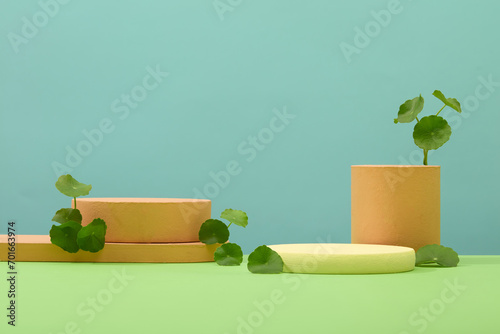Cylindrical podiums of different sizes are decorated with fresh pennywort leaves on a blue background. Centella asiatica extract helps reduce inflammatory reactions thanks to the presence of saponins. photo