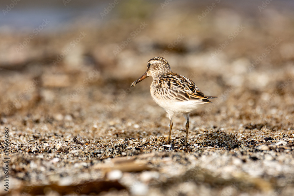 close-up of the broad-billed sandpiper (Calidris falcinellus) - a small wader (wading bird)
close-up of the broad-billed sandpiper (Calidris falcinellus) - a small wader (wading bird)