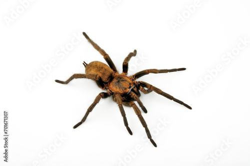 Funnel-web trapdoor spider // Chilenische Falltürspinne (Acanthogonatus francki) - Chile