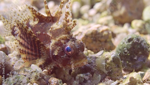 Close up of blue eyed Zebra fish on sandy-rocky bottom in bright sunbeams, slow motion. Zebra Lionfish, Red Sea Dwarf Lionfish or Zebra Turkeyfish (Dendrochirus zebra, Dendrochirus hemprichi)  photo