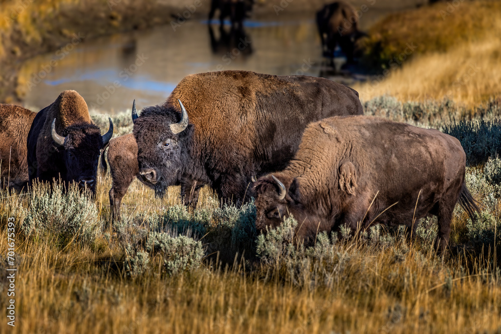 A family of american bisons in the Yellowstone National Park, Wyoming USA