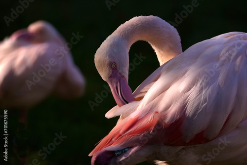 Flamingo putzt sein Federkleid photo