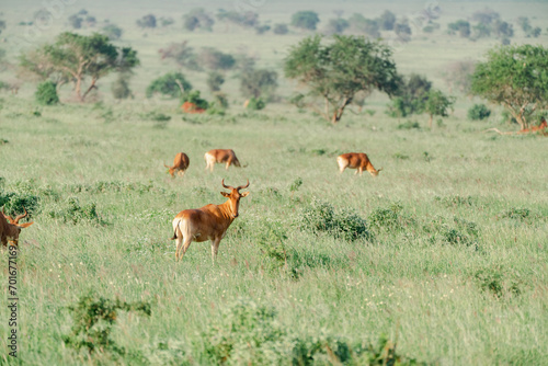 Canvas Print herd of wildebeest
Kenia Africa