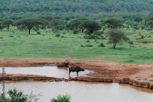 Photography buffalo in the water Kenia Africa