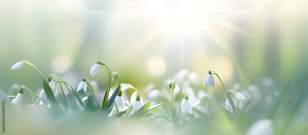 Beautiful gentle spring background with snowdrop flowers in nature. - obrazy, fototapety, plakaty 