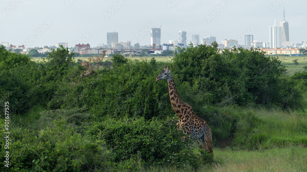 Fototapeta premium Kenia Africa Nairobi national park