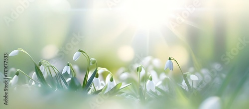 Beautiful gentle spring background with snowdrop flowers in nature. #701677533