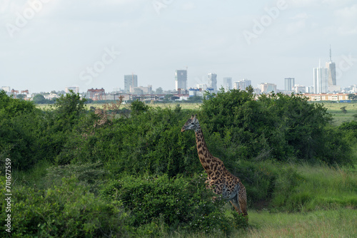 Kenia Africa Nairobi national park
