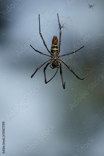 Kenia Africa Spider © Robert