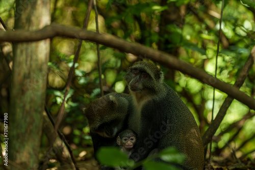 Kenia Africa Monkey with baby