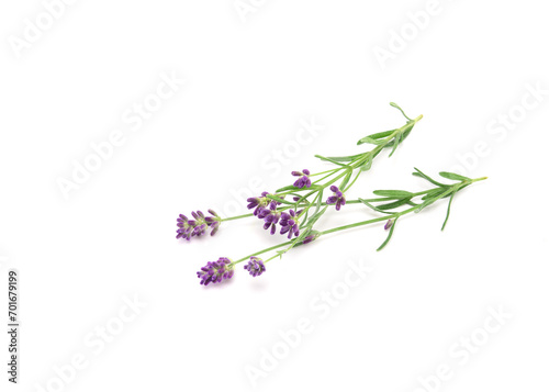 Lavender sprig flowering isolated on white background. Aromatic evergreen shrub.