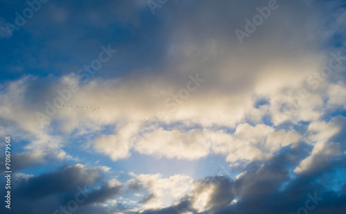 Fototapeta Naklejka Na Ścianę i Meble -  Birds flying in a blue cloudy sky in sunlight in winter, Almere, Flevoland, The Netherlands, January 1, 2024
