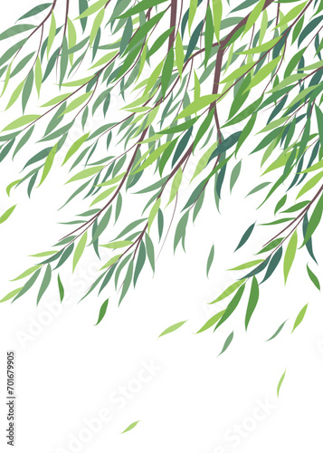 Branches  of Willow Tree with Green Leaves