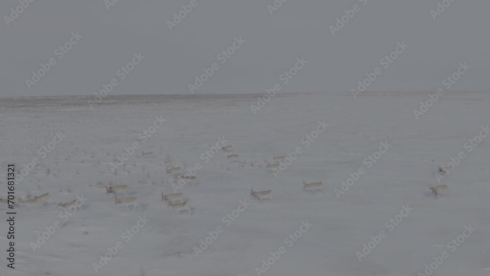 Saigas in winter during the rut. A herd of Saiga antelope or Saiga tatarica running in snow - covered steppe in winter. Antelope migration in winter. Slow motion video, 10 bit ungraded D-LOG Saigas in winter during the rut. A herd of Saiga antelope or Saiga tatarica running in snow - covered steppe in winter. Antelope migration in winter. Slow motion video, 10 bit ungraded D-LOG