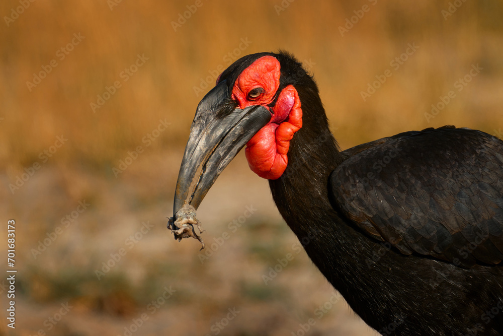 Obraz premium Frog in the bird bill. Southern ground-hornbill, Bucorvus leadbeateri, largest hornbill world. Black bird with red face walking in the green grass. Animal portrait in the habitat, Okavango, Botswana