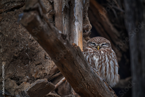 Little Owl, Athene noctua, bird in wall ruin. Urban wildlife with bird with yellow eyes, Hungary. Wildlife scene from nature. Animal behavior in urban habitat, hidden owl.