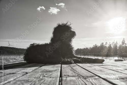 Goldendoodle dog lying on a jetty and looking at a lake in Sweden. Animal photo photo