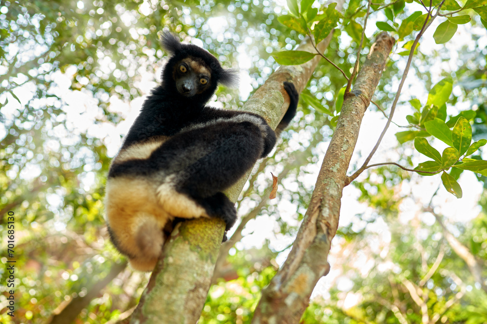 Naklejka premium Wildlife Madagascar, indri monkey portrait, Madagascar endemic. Lemur in nature vegetation. Sifaka on the tree, sunny evening. Monkey with yellow eye. Nature forest tree habitat.