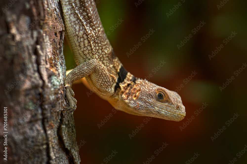Lizard portrait, with black stripe band. Oplurus cuvieri, collared iguana, wild lizard on the tree, branch. Madagascar. Iguana in the forest, wildlife nature. Lizard climbs a tree. Lizard portrait, with black stripe band. Oplurus cuvieri, collared iguana, wild lizard on the tree, branch. Madagascar. Iguana in the forest, wildlife nature. Lizard climbs a tree.