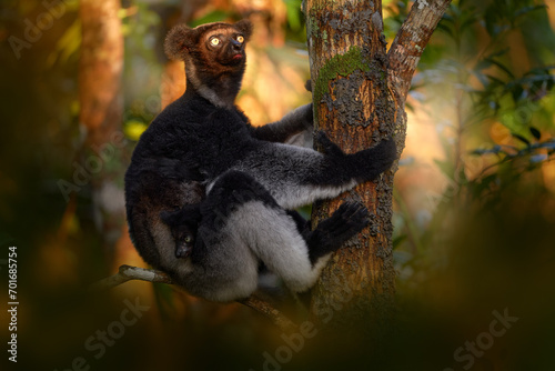 Wildlife Madagascar, indri monkey portrait, Madagascar endemic. Lemur in nature vegetation. Sifaka on the tree, sunny evening. Monkey with yellow eye. Nature forest tree habitat.