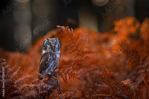 Autumn nature  owol in orange fern growth. Fall forest wildlife. Owl  detail portrait of bird in the nature habitat  Germany. 