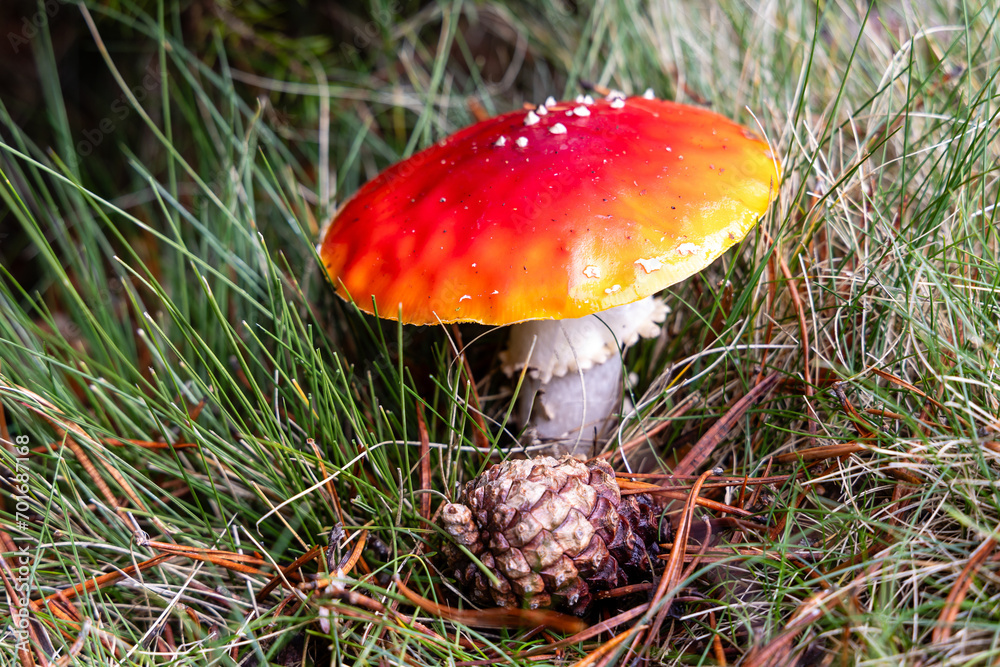 Small mushrooms in the Sierra de Guadarrama National Park, Madrid, Spain Small mushrooms in the Sierra de Guadarrama National Park, Madrid, Spain