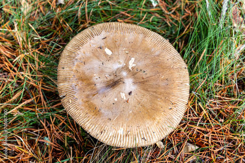 Small mushrooms in the Sierra de Guadarrama National Park, Madrid, Spain