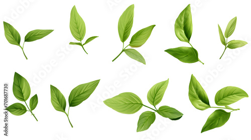 Set of flying basil leaves on white background