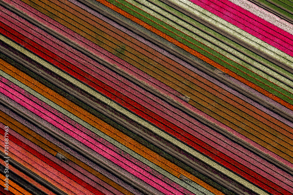aerial overhead shot of colorful diagonally striped hyacinth field aerial overhead shot of colorful diagonally striped hyacinth field