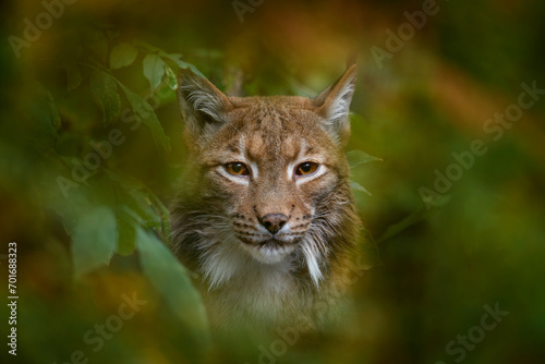Eurasian Lynx, portrait of wild cat hidden in orange branch, animal in the nature habitat, Czech Republic, Europe wildlife. Wild cat hidden in the green vegetation.