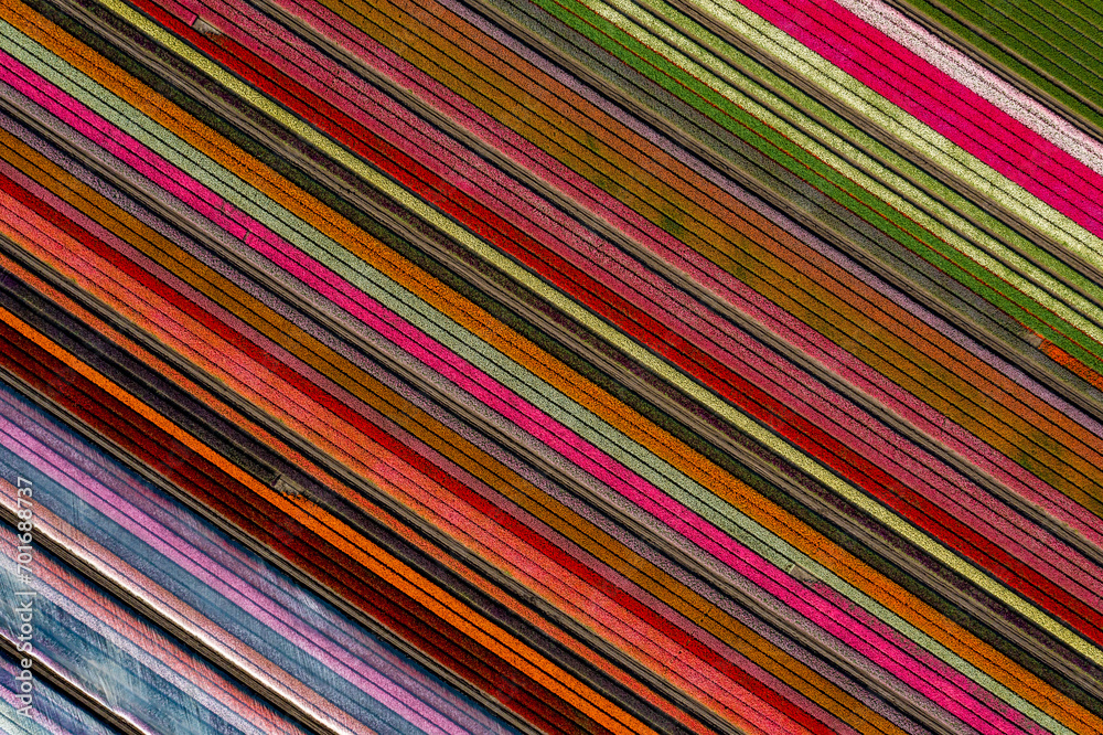 Fotobehang Tulpen aerial overhead shot of colorful diagonally striped tulips field #701688737