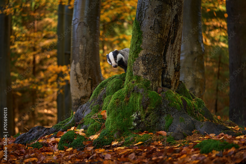 Фотография Forest nature