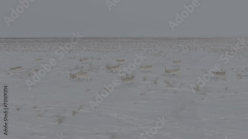 Saigas in winter during the rut. A herd of Saiga antelope or Saiga tatarica walks in snow - covered steppe in winter. Antelope migration in winter. Slow motion video, 10 bit ungraded D-LOG photo