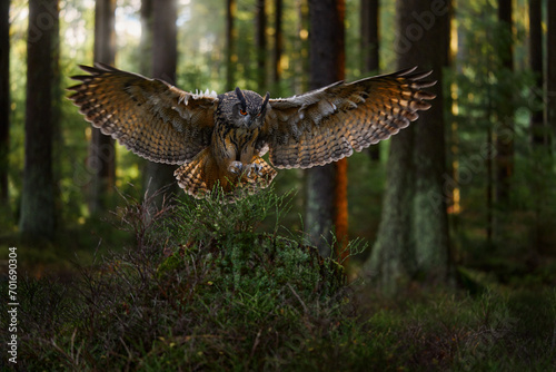 Autumn forest light. Eurasian Eagle Owl, Bubo Bubo, sitting on the tree trunk, wildlife photo with wide angle lens, forest habitat, Germany. Bird with trees, green nature.