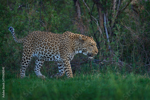 Evening sunset with leopard, nature habitat in Okavango delta, Botswana in Africa. Night in nature, big cat walk in grass, orange sunset clouds.