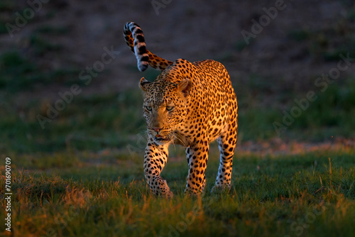 Leopard sunset, Panthera pardus shortidgei, nature habitat, big wild cat in nature habitat, sunny day on the savannah, Okavango delta Botswana. Wildlife nature. Africa wildlife. photo
