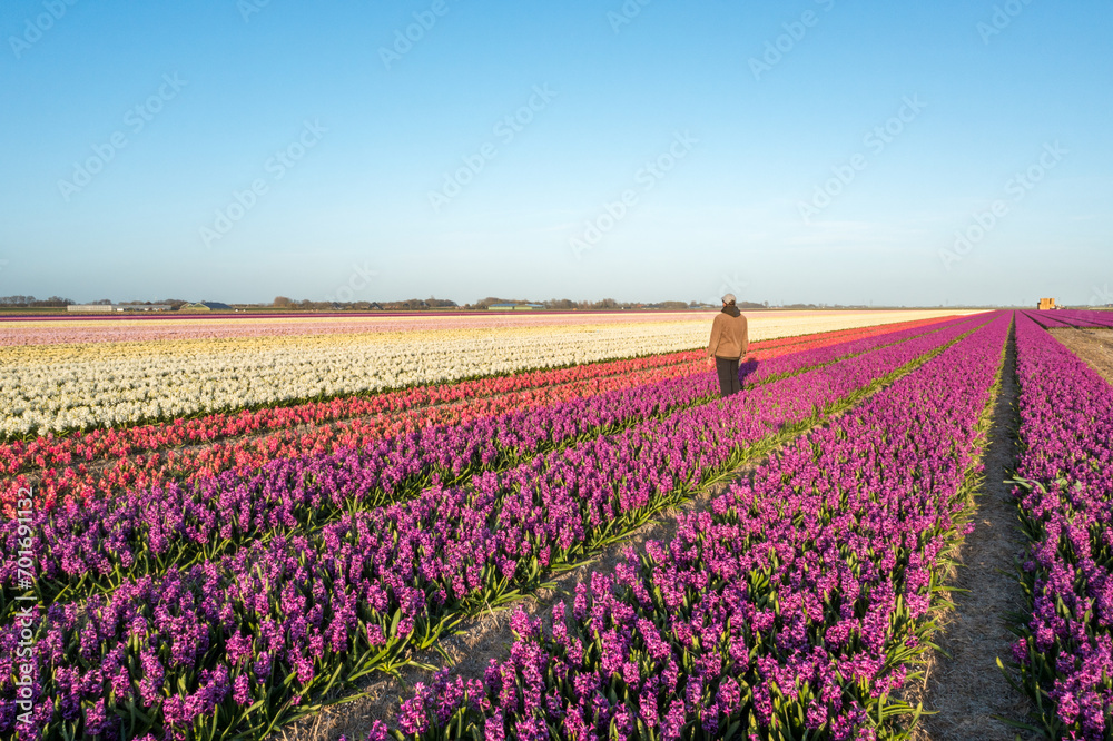person standing in colorful field of tulips and hyacinths