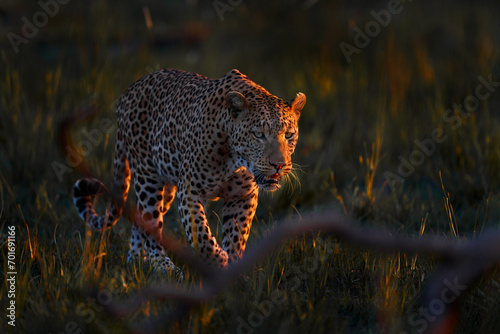 Leopard, Panthera pardus shortidgei, nature habitat, big wild cat in the nature habitat, sunny day on the savannah, Khwai River, Moremi Botswana. Wildlife nature. Africa wildlife. Leopard sunset walk. photo