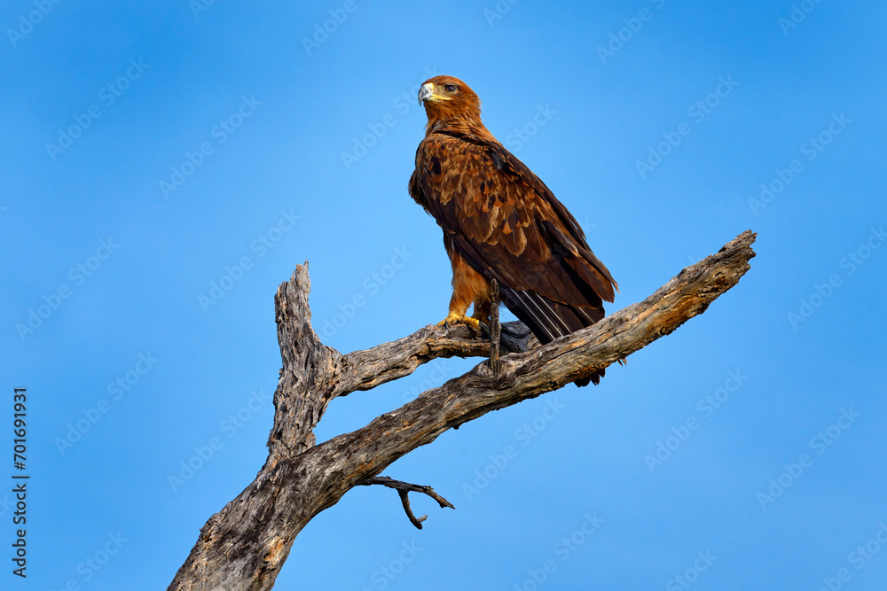 Tawny eagle, Aquila rapax, large bird of prey sitting on the branch with blue sky. Sunny day in Okavango delta, Botswana in Africa. Hawk eagle in the nature habitat. Bird from Botswana, wildlife. Tawny eagle, Aquila rapax, large bird of prey sitting on the branch with blue sky. Sunny day in Okavango delta, Botswana in Africa. Hawk eagle in the nature habitat. Bird from Botswana, wildlife.