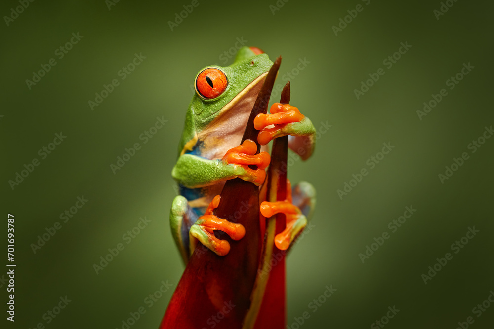 Obraz premium Nature Costa Rica. Red-eyed Tree Frog, Agalychnis callidryas, animal with big red eyes, in the nature habitat, Costa Rica. Beautiful frog in forest, exotic animal from central America. Wildlife.