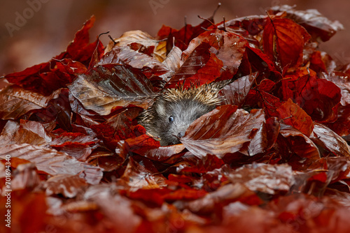 Find the hedgehog in fall red leaves  Autumn wildlife. Autumn orange leaves with hedgehog. European Hedgehog, Erinaceus europaeus,  photo with wide angle. Cute funny animal with snipes. photo