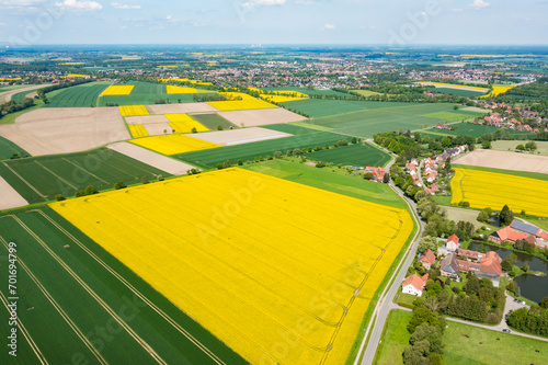 aerial view of a field of sunflowers and canolas photo