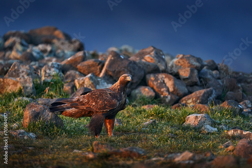 Wildlife in Balkan. Golden eagle,walking between the stone, Rhodopes mountain, Bulgaria. Eagle, evening light, brown bird of prey with big wingspan. Cow carcass on the rock with eagle, sunset.