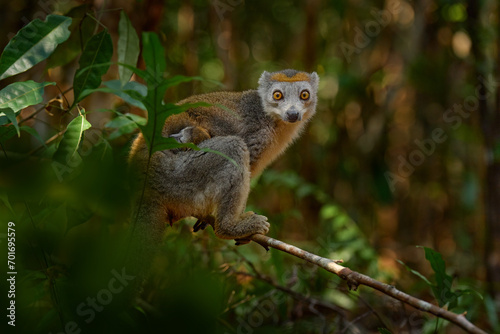 Eulemur coronatus, Crowned lemur, small monkey with young babe cub in the fur coat, nature habitat, Madagascar. Lemur in the forest nature, wildlife.