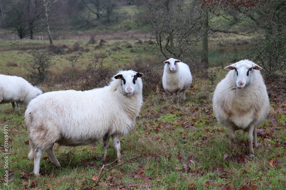Fototapeta premium flock of sheep on a meadow
