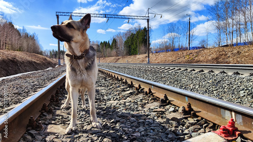 Dog German Shepherd near railway. Russian eastern European dog veo next to rails and sleepers. A military or police dog guards protects the territory from terrorists during war of Ukraine and Russia photo